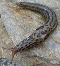 Slugs: Friend or Foe? A slug identification workshop