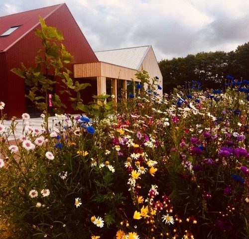 Wild flowers at the Larick Centre