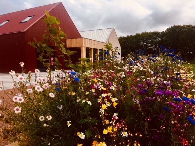 Wild flowers at the Larick Centre